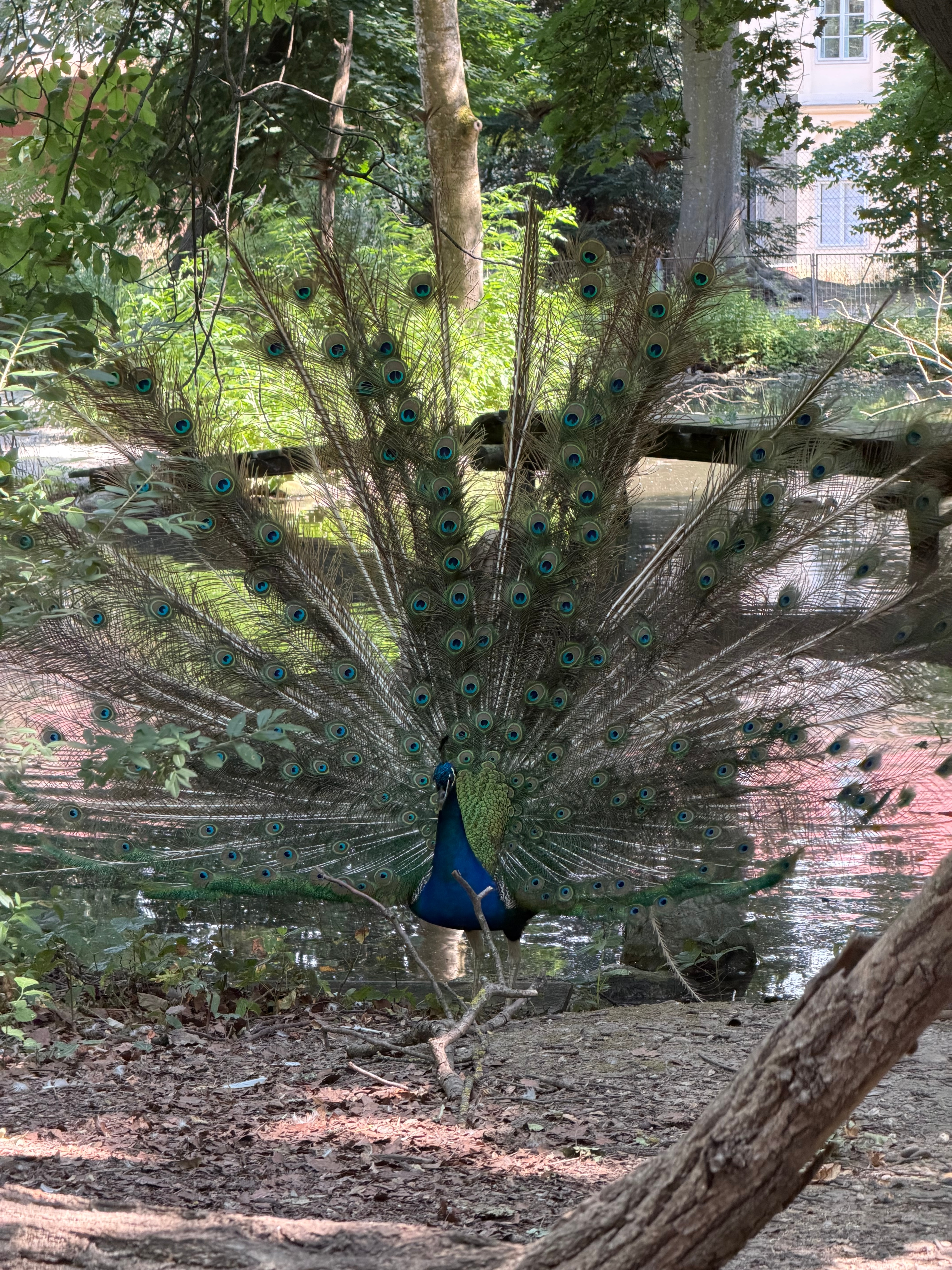 peacock